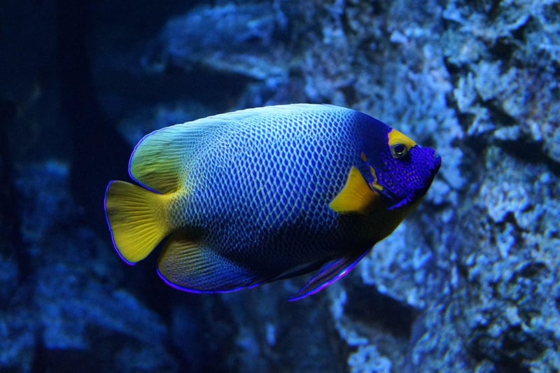 Underwater Exploration